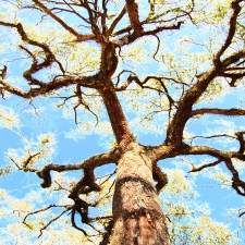 BARE, BOBBY -JR--A STORM - A TREE - MY MOTHER...