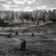 STORYHILL-SHADE OF THE TREES
