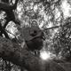 SEGALL, TY-HELLO, HI