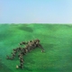 SQUID-BRIGHT GREEN FIELD -COLOURED-