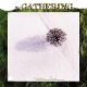 GATHERING-NIGHTTIME BIRDS