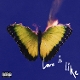 MAROON 5-LOVE IS LIKE -COLOURED-