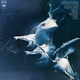 WEATHER REPORT-WEATHER REPORT -COLOURED-
