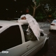 BLOOD ORANGE-NEGRO SWAN