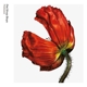 PET SHOP BOYS-RELEASE: FURTHER LISTENING