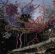 ANIMAL COLLECTIVE-HERE COMES THE INDIAN