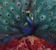 OPETH-SORCERESS