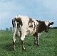 PINK FLOYD-ATOM HEART MOTHER