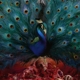 OPETH-SORCERESS