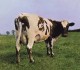 PINK FLOYD-ATOM HEART MOTHER
