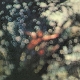 PINK FLOYD-OBSCURED BY CLOUDS