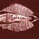 CERBERUS SHOAL-HOMB