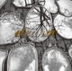 ELEANOR-CELESTIAL NOCTURNE