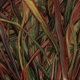 GENGAHR-WHERE WILDNESS GROWS