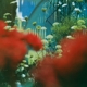 PULLED APART BY HORSES-HAZE