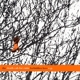 DEATH CAB FOR CUTIE-FORBIDDEN LOVE EP