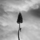 MANCHESTER ORCHESTRA-A BLACK MILE TO THE SURFACE -COLOURED-
