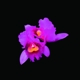 OPETH-ORCHID