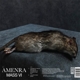 AMENRA-MASS VI
