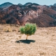 SYML-IN MY BODY