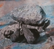 FOREST SWORDS-COMPASSION