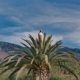 LANZA, JESSE-LOVE HALLUCINATION