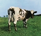 PINK FLOYD-ATOM HEART MOTHER