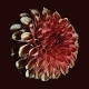 MOSS, JESSICA-UNFOLDING