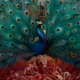 OPETH-SORCERESS -LTD-