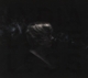 LOVELESS, LYDIA-SOMEWHERE ELSE