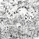 SPOON BENDERS-DURA MATER
