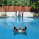 SPARKS-HIPPOPOTAMUS